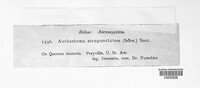 Anthostoma atropunctatum image